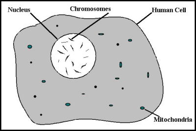 The Human Cell
