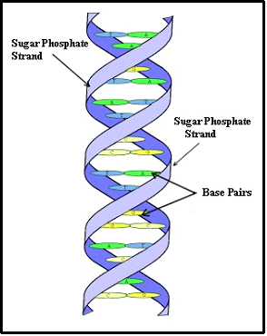 Double Helix